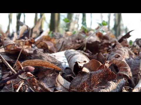 Dobrzyca. Gołuchów. Pleszew. Parki w powiecie pleszewskim