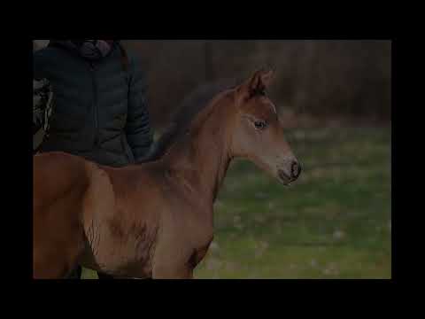 SF v. Feliciano x Soliman de Hus x Worldly