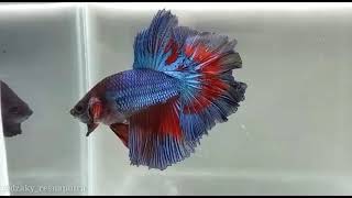 Download lagu story wa ikan cupang halfmoon 😎😎😎 mp3