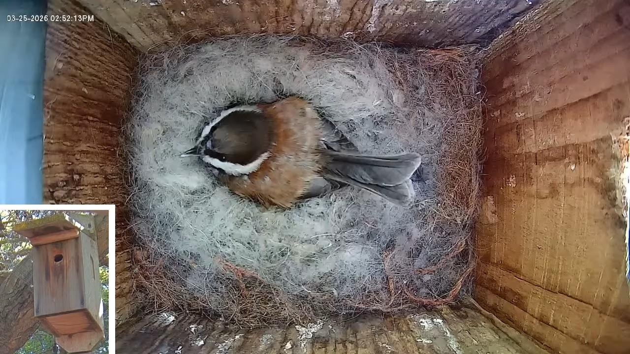 Chestnut-backed chickadee camera watch live SF Bay Area fledging April 24-25, 2026