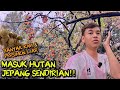 BANYAK KIWI DAN PERSIMON LIAR DI HUTAN JEPANG VLOG SENDIRIAN KE HUTAN JEPANG