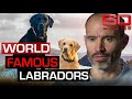Meet Mabel And Olive Andrew Cotter S World Famous Labradors 60 Minutes Australia