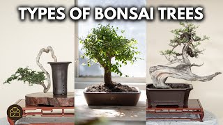 Beginner Bonsai Series - Chapter 3: Bonsai Styles & Appearances