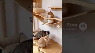 猫と一緒育った柴犬！