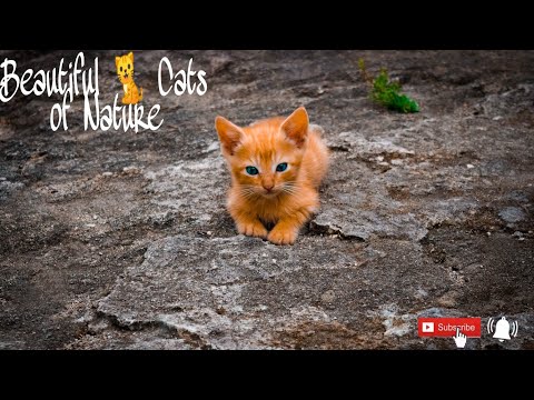 Cat - video editing with Music - Nature videos