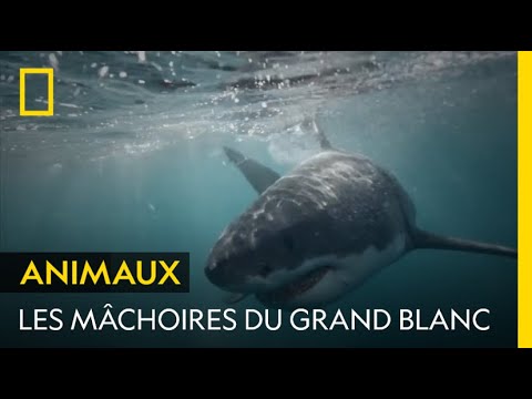 Les dents du grand requin blanc, conçues pour déchiqueter