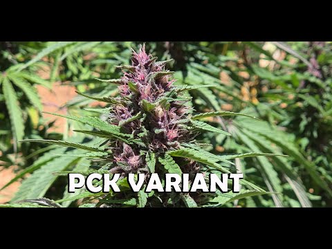 PCK VARIANT - pink pistils on purple flower