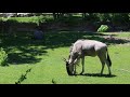 White Bearded Wildebeests At The Detroit Zoo For First Time In 80 Years