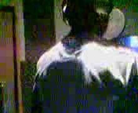 Raider Flawzz Breeza N Darksta Part 2