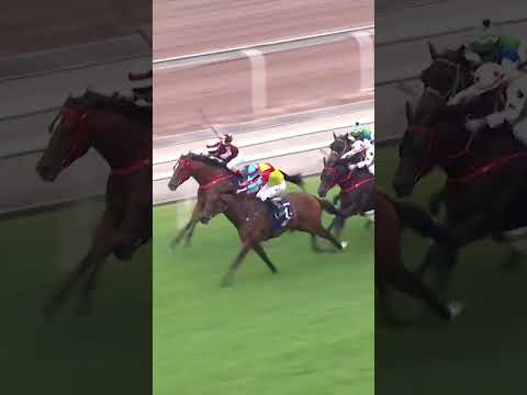 Wellington is simply too fast for them in the Hong Kong Sprint! 💨 #HKIR