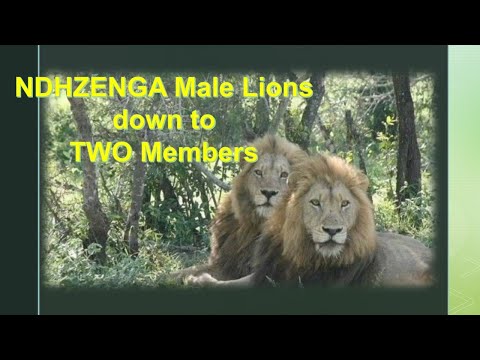 NDHZENGA Male Lions down to TWO Members