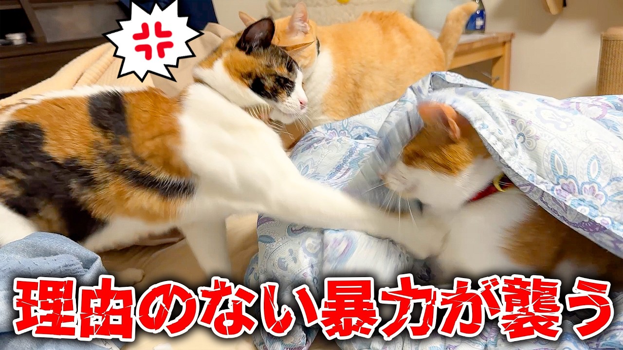 特に理由もないけど弟をぶん殴るお姉ちゃん猫が怖過ぎましたwww