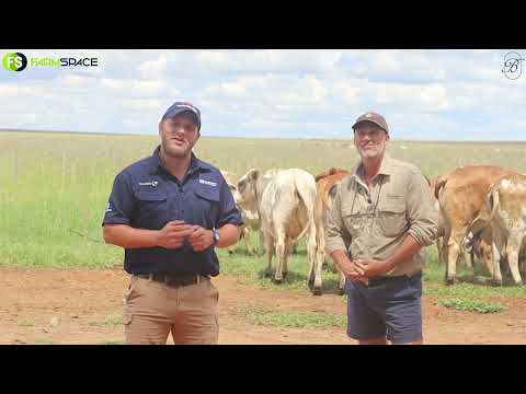 Tinus talks to Tom Breytenbach about his cattle selection for the Sale of the Bonts Auction 26 March