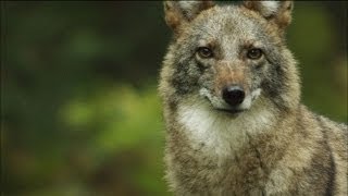 Meet the Coywolf: A New Hybrid Carnivore Roams the City | MetroFocus