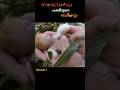 ഒരു അത്ഭുത സംഭവം മനുഷ്യരൂപവും പക്ഷിയ