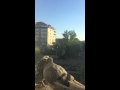Голубки целуются 