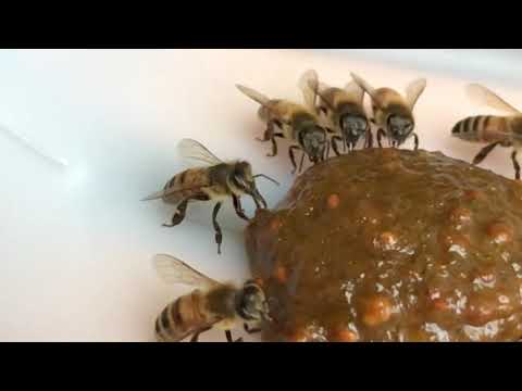 , title : '城市養蜂 蜂糧餵食'