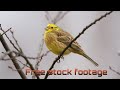 Beautiful Birds Video With Nature Sounds Free Videos For Content Creators