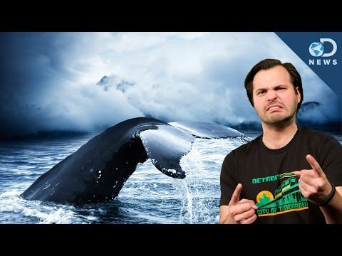 為什麼日本需要停止捕鯨! (Why Japan Needs To Stop Whaling!)