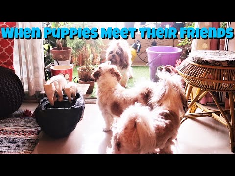 When Puppies Meet Their Friends Video