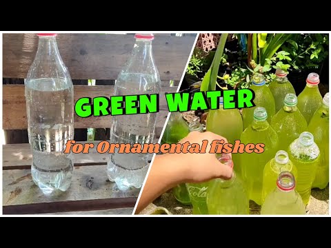 How to culture green water for ornamental fishes