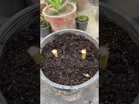 Desvende a banana na babosa: truque natural