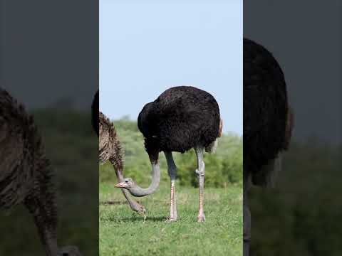 OSTRICHES FEEDING IN THE WILD | Graceful Giants of the Sabi Sands