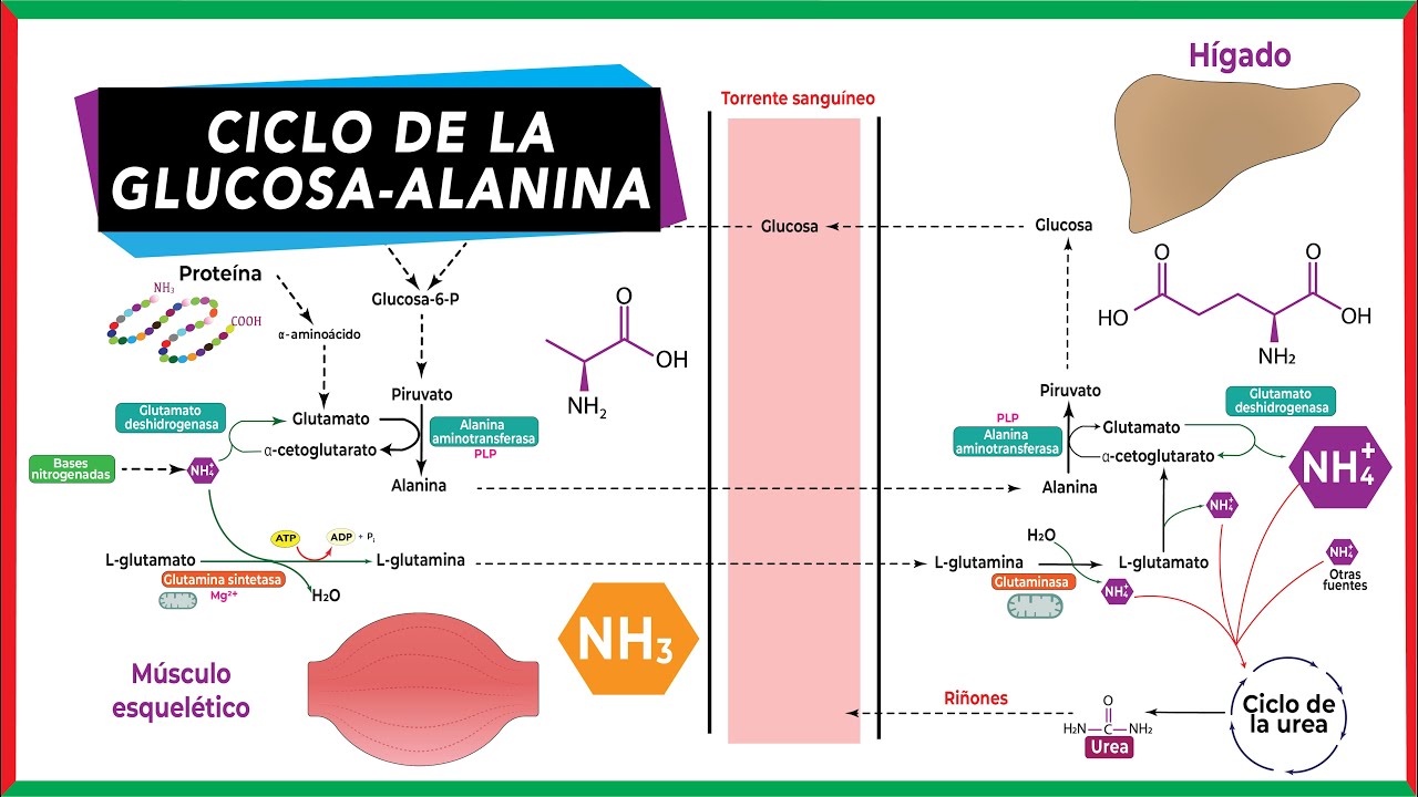 Ciclo de la glucosa-alanina