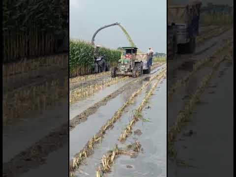 Row Independent Forage Harvester