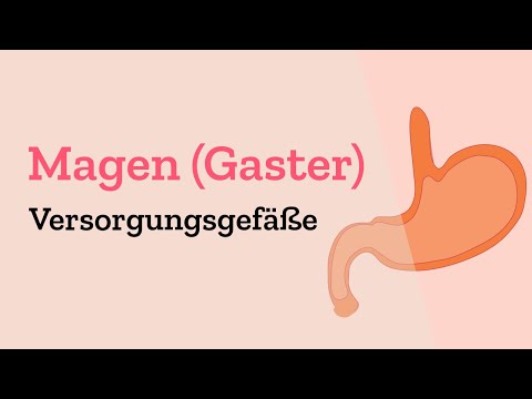 Gefäßversorgung des Magens - Venöse Gefäße und Arterielle Blutversorgung - Lymphgefäße
