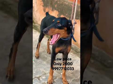 Low price doberman puppy for sale #sourabhkennel #doberman #puppyshort #dobermanlove #puppy