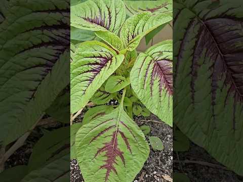 Beautiful Heat Tolerant Edible Leaf Green