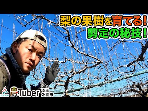 梨の木を植える：時期と方法、そしてメンテナンスのヒント！  庭園