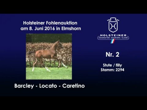 Holsteiner Fohlenauktion im Juni - Nr. 2 v. Barcley - Locato