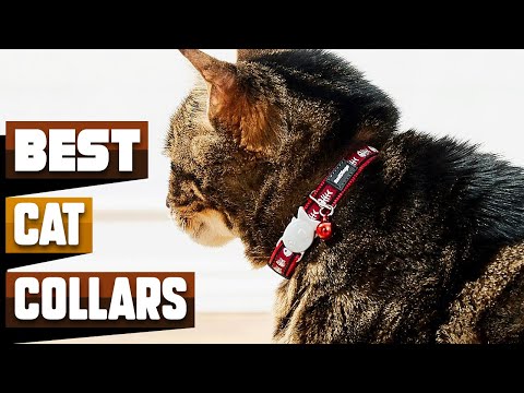 Best Cat Collar In 2021 - Top 10 Cat Collars Review