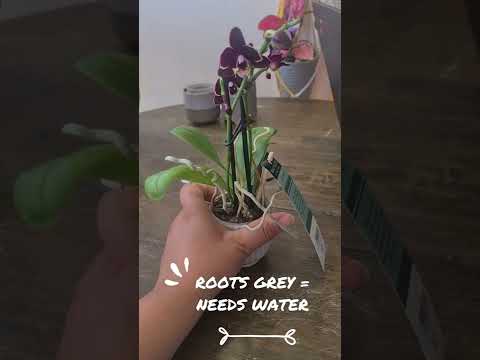 How to care for your first orchid | When to water and where to keep it