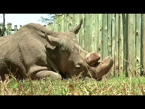 胚はキタシロサイを救う希望を後押しする (Embryos boost hopes of saving northern white rhino)