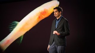 Clues to prehistoric times, found in blind cavefish | Prosanta Chakrabarty