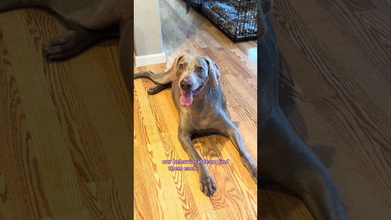 Enlarge Darby and Dexter, a Adoptable Weimaraner in Las Vegas, NV video 2/6