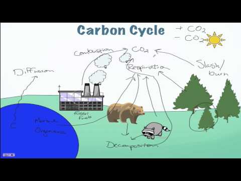 Carbon Cycle Processes