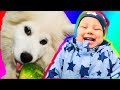 Where Has My Little Dog Gone Nursery Rhymes Learning Play For Kids From Ya Petya