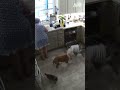 Emptying The Dishwasher SPEED RUN Afv Funny Shorts