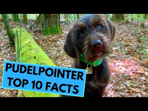 image-What kind of dog is a Pudelpointer? 