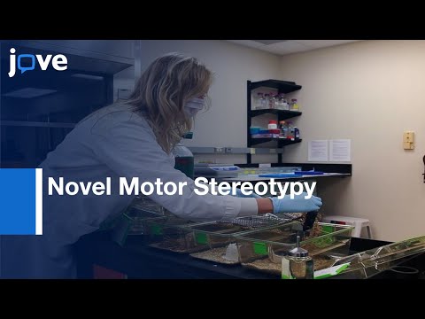 Inchworming: Novel Motor Stereotypy In BTBR T+ Itpr3tf/J Mouse Model: Autism l Protocol Preview