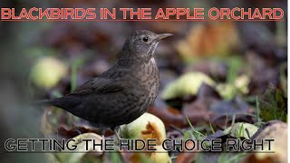Blackbirds in the Apple Orchard - Changing Tactics - Cope with the slope