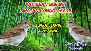 Download lagu MASTERAN & PANCINGAN BURUNG SIKATAN LONDO GACOR mp3