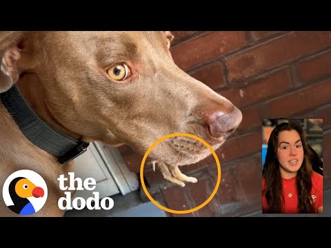 The 3 Dodo Stories That Stayed With Us Long After We Shared Them | The Dodo