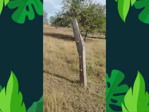 Paso Ancho   Pancoger el Obispo - Ortega Tolima