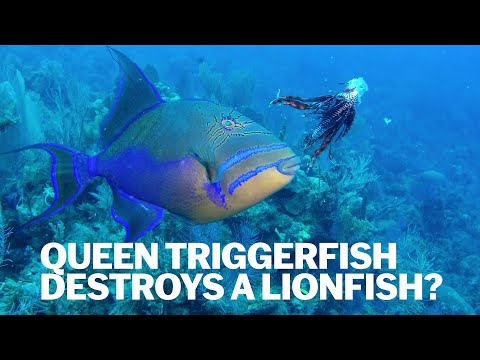 Is it OK to feed Lionfish to sharks and reef fish?