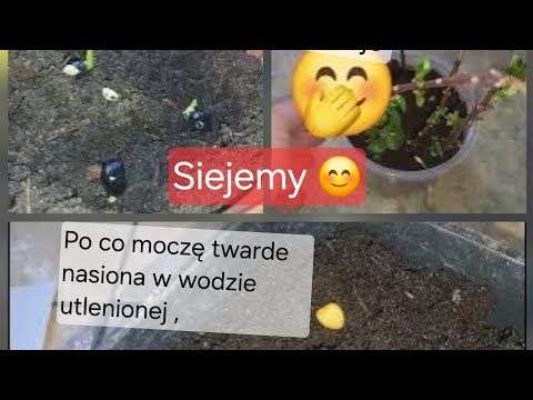 Moczenie twardych nasion Siejemy , ukorzeniamy Zaczynamy nowy sezon 🥰